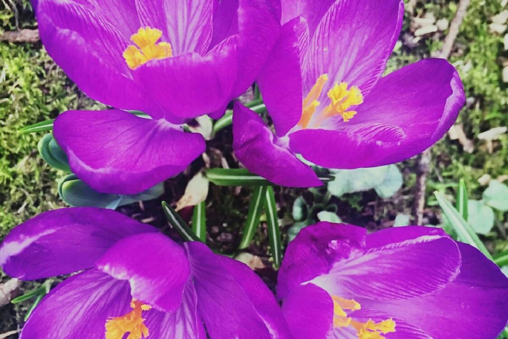 1️⃣ Inverno in casa: strategie per conservare il ciclamino rigoglioso e brillante a lungo