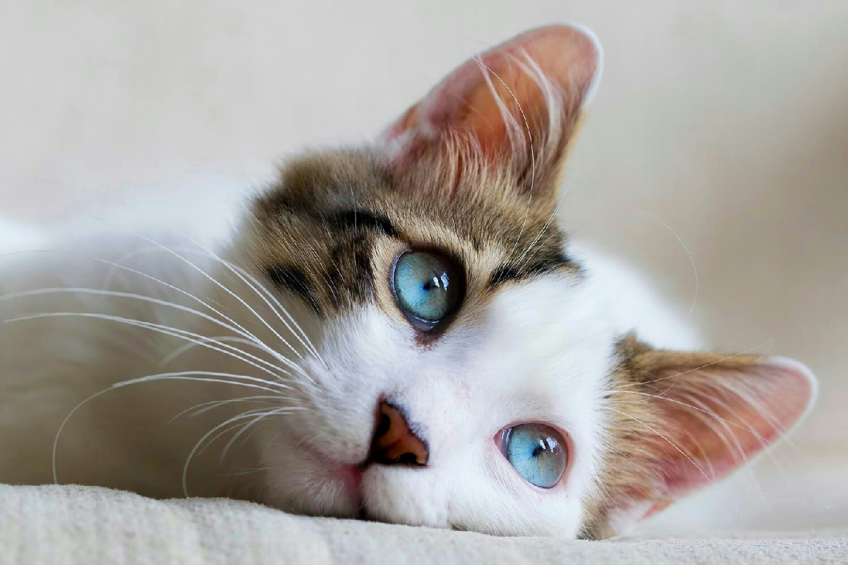 A 14 anni arriva un secondo gatto: la convivenza con Coco cambia la routine e porta nuove sfide