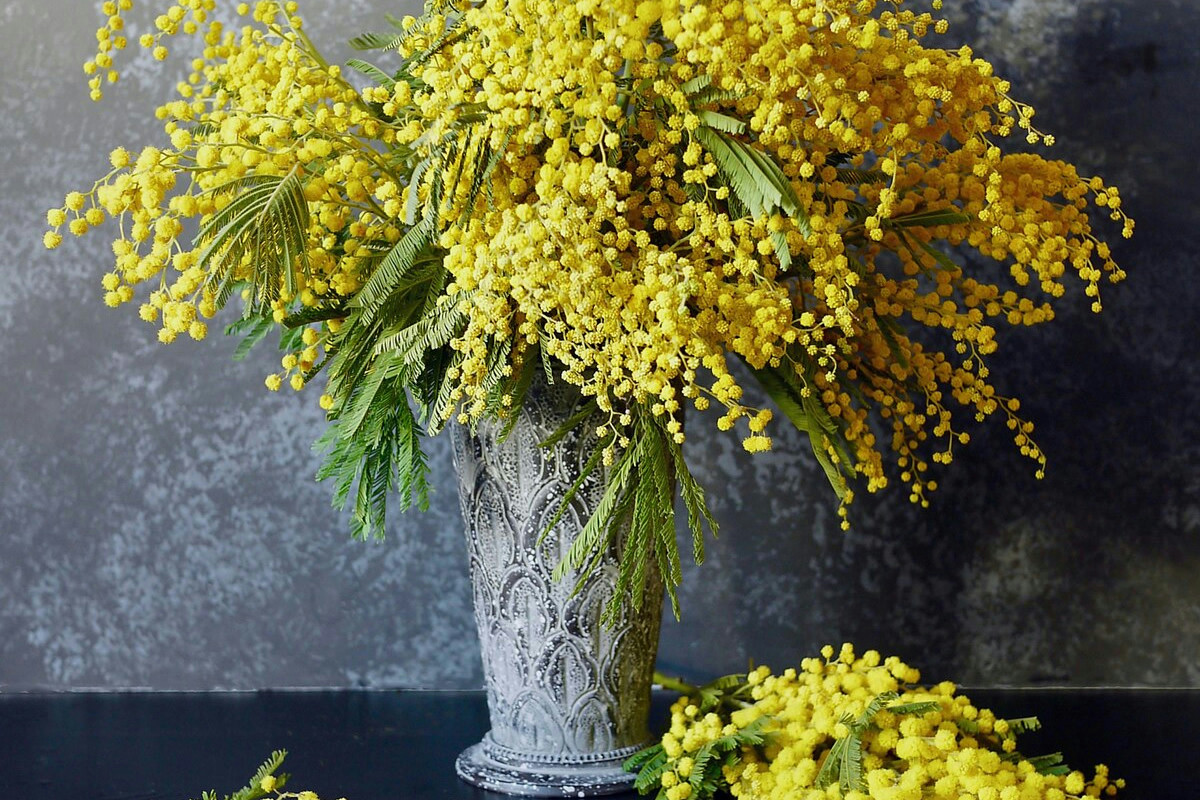 Coltivare la mimosa in vaso: guida completa per creare un angolo di primavera incantevole