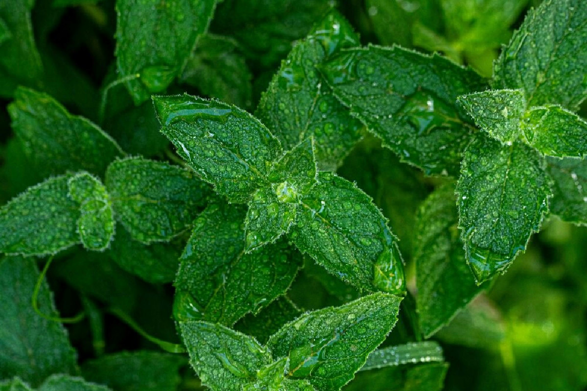 Ecco come la menta in pochissimo tempo può cambiare la vita di chi l'adotta