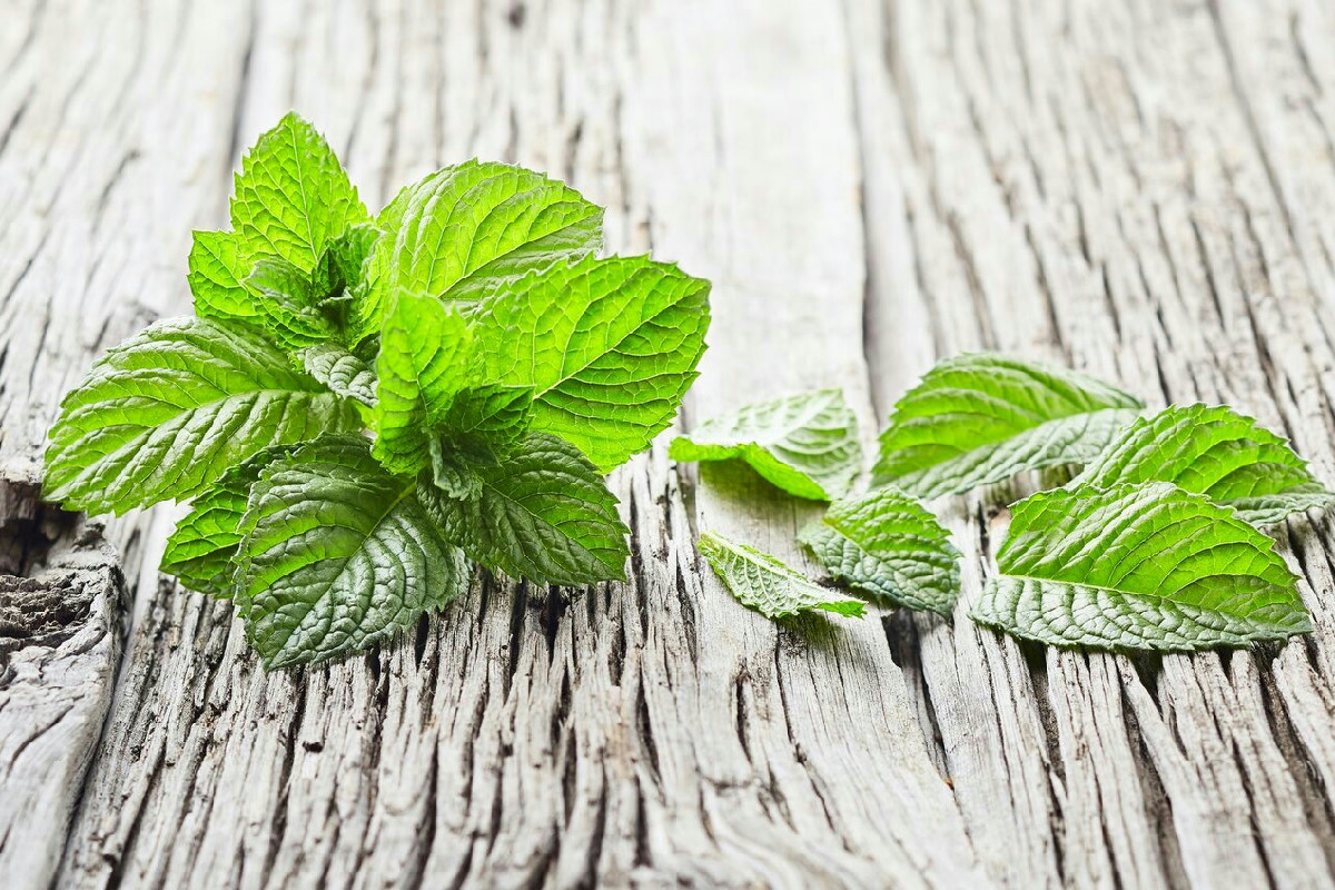 Ecco come la menta in pochissimo tempo può cambiare la vita di chi l'adotta