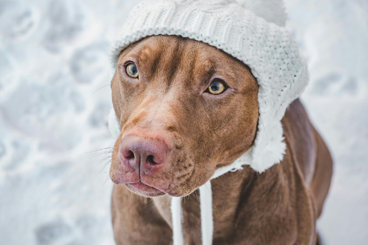 Il freddo mette a rischio il cane: consigli utili per proteggerlo durante le uscite invernali