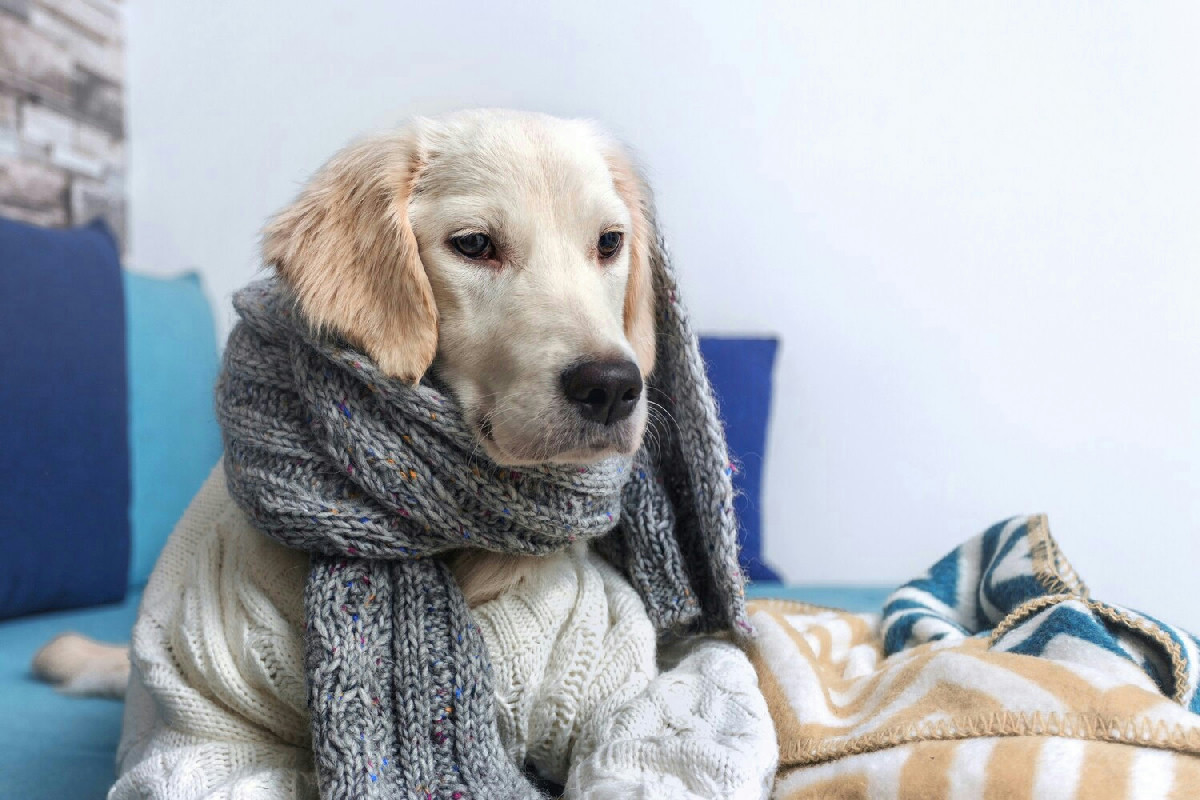 Il freddo mette a rischio il cane: consigli utili per proteggerlo durante le uscite invernali