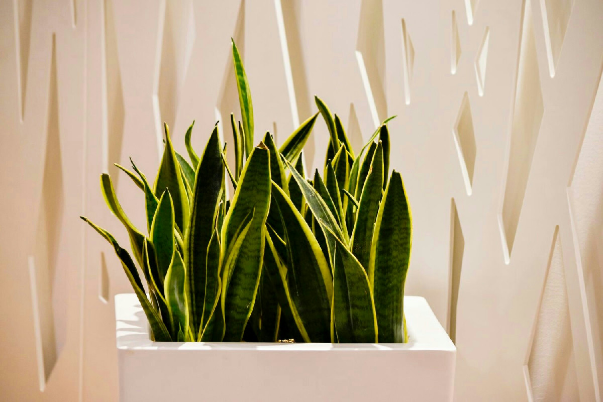 Le piante ideali per illuminare le giornate invernali e migliorare l’umore in casa